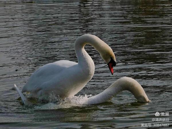 忠貞不渝 恩愛夫妻 文/濤聲依舊