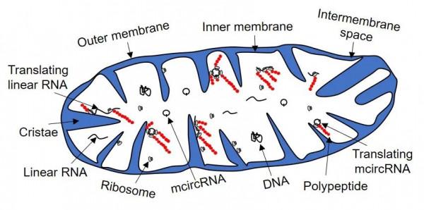 華南農業開發了一款適合植物線粒體基因組編碼mcircRNA的識別演算法