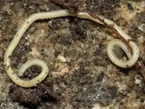 腳腳最多的動物 腳腳最多的動物