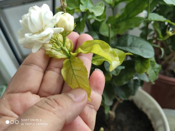 8種花是&OpenCurlyDoubleQuote;醋罈子&rdquo;，半月一杯醋，不黃葉，花開爆