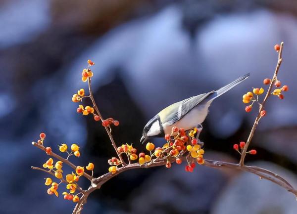 山雀;屬於脊椎動物,鳥鋼,是山雀科(paridae)各種類統稱 山雀;屬於脊椎動物,鳥鋼,是山雀科(paridae)各種類統稱