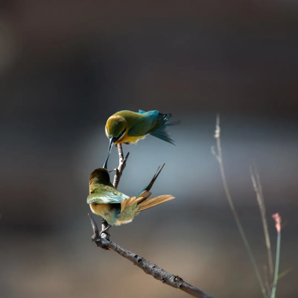 “中國最美小鳥”到底有多美？