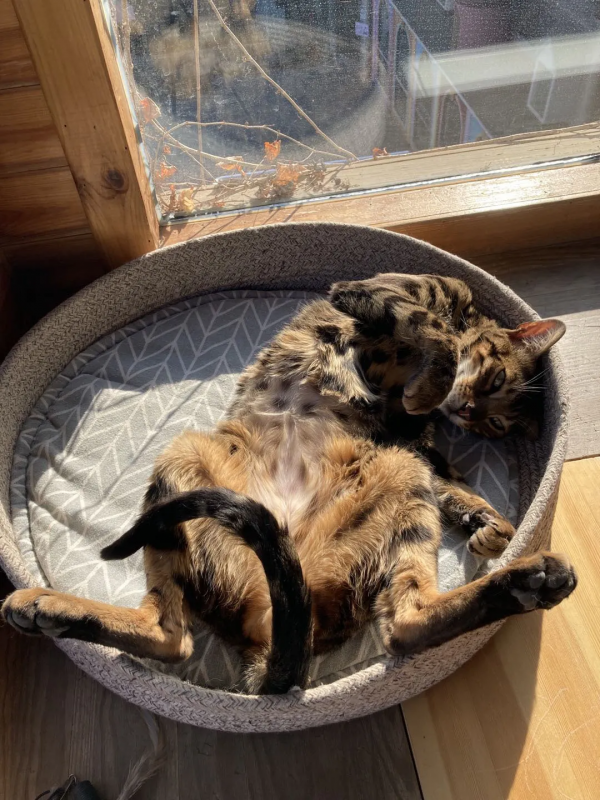 這貓怎麼豹裡豹氣的？