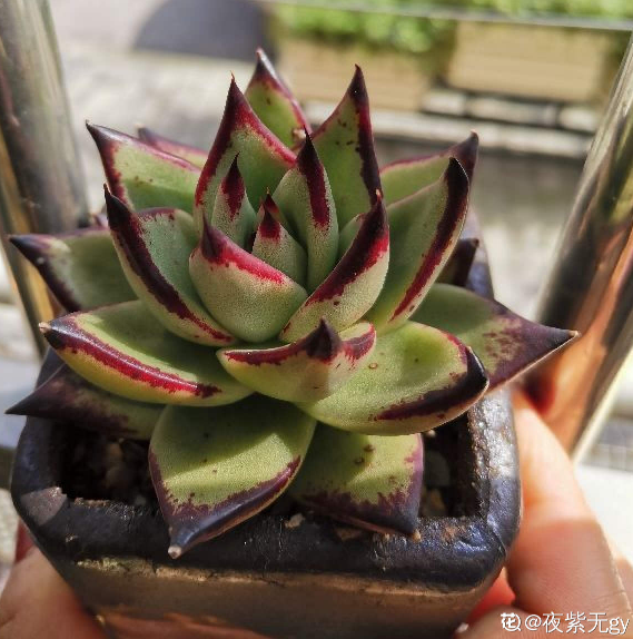 人氣超高的多肉，養過了，才知道為啥迷人