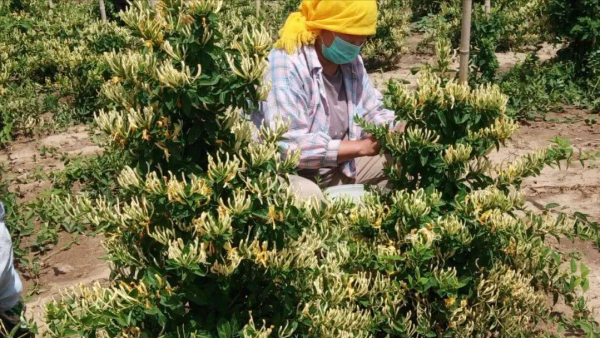 家有5畝地,種什麼藥材能保本5萬衝擊10萬,還不愁銷路? 家有5畝地,種什麼藥材能保本5萬衝擊10萬,還不愁銷路?