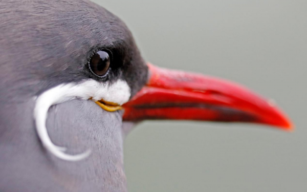 長著白色八字鬍的印加燕鷗 長著白色八字鬍的印加燕鷗