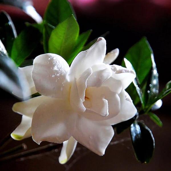 白蟾~重瓣大梔子花。花大而重瓣,美麗而芳香 白蟾~重瓣大梔子花。花大而重瓣,美麗而芳香