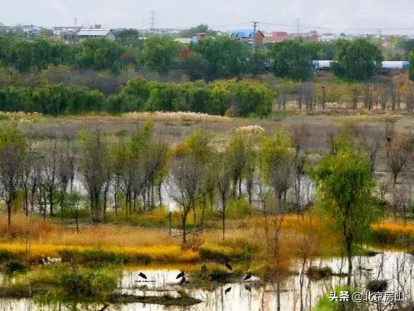 三隻黑天鵝暢遊永定河，多種珍稀鳥類齊聚房山這條生態廊道！