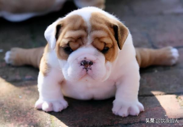 萌呆了！看看動物界的瑜伽高手吧