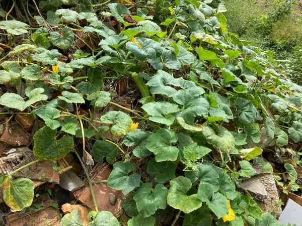 集團董事長高董種植的農作物給全國各地的朋友分享 集團董事長高董種植的農作物給全國各地的朋友分享