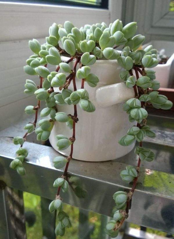 100種常見多肉圖鑑，比花還美，你認識幾種？