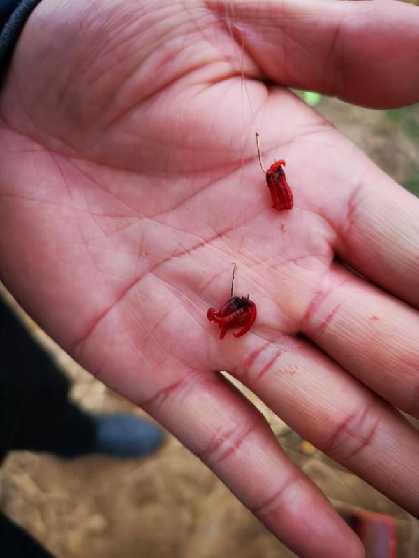 魚獲差異如此之大，從各個方面對比，我發現差的是這些細節