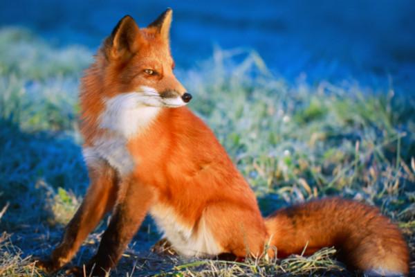 表面糊塗，內心像住著狐狸一樣狡猾的星座，極易被人低估