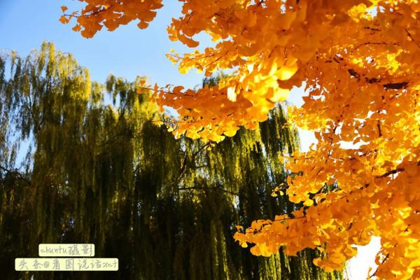 河北青龍:銀杏金黃風光美 河北青龍:銀杏金黃風光美