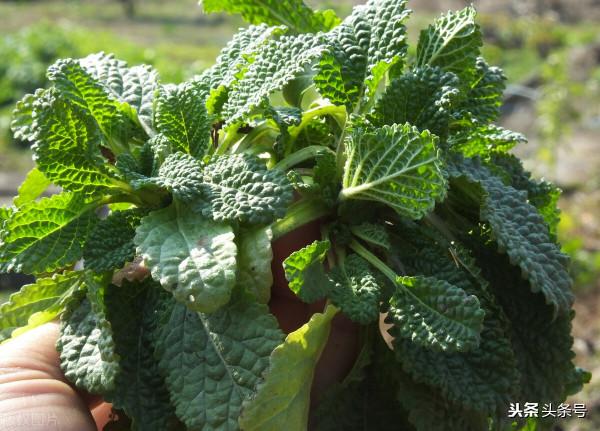 名叫癩蛤蟆，卻是一種野草，老農把它當成“寶草”，霜後採收最佳