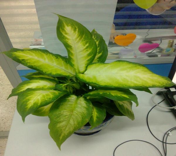 澆花，用好這4種“水”，效果就像打了激素，刺激植物瘋長