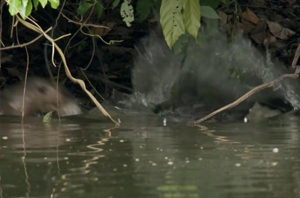 新加坡水獺圍攻英國男子險致其身亡，網友：鱷魚都被水獺吃光了？