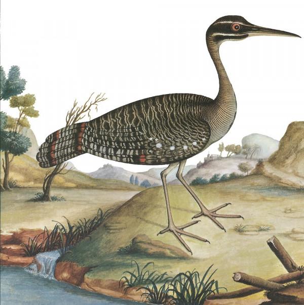 阿納維利亞納斯群島上的“森林之花”