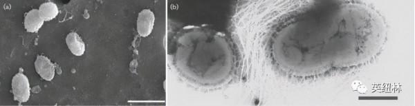 養好腸道菌,是最好的健康之道 養好腸道菌,是最好的健康之道