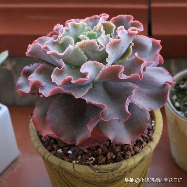 多肉品種：秋宴、錦司晃、高砂之翁、玉龍觀音、克里克特壽