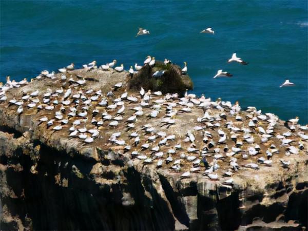 全球4個新冠“零”感染國家，他們是怎麼做到的？有哪些共同點？