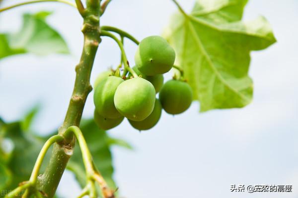 在鄉野分佈有5種野果,全都含有“劇毒”,遇到千萬不要採摘誤食 在鄉野分佈有5種野果,全都含有“劇毒”,遇到千萬不要採摘誤食