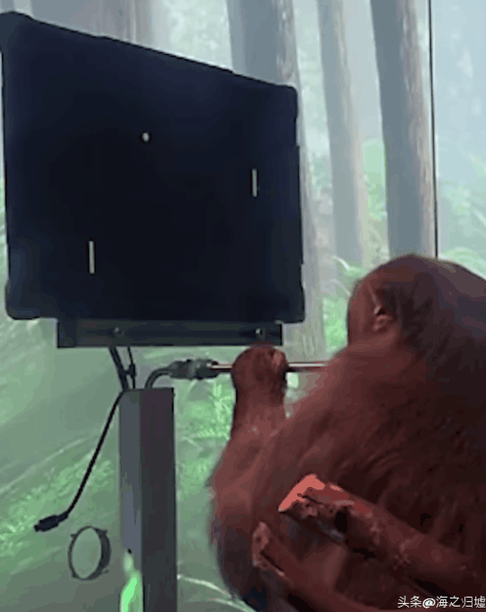 看完這27張圖片才知道，動物們的智商竟然這麼高