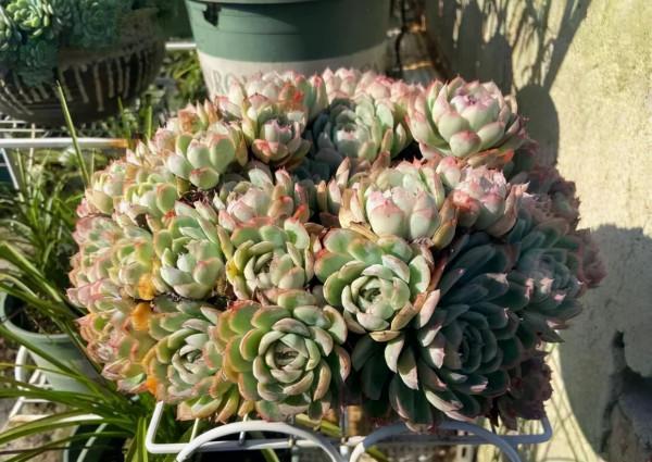 一年一度曬秋時,一年一度曬肉時 一年一度曬秋時,一年一度曬肉時