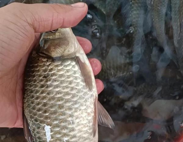 《2022元旦釣魚記》狂拉鯽魚17斤，絕密稍後公佈