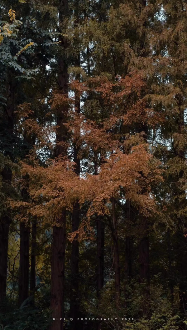 杭州民宿圈又一新作!270°落地玻璃躺看茶園,私享西湖邊避世秘境 杭州民宿圈又一新作!270°落地玻璃躺看茶園,私享西湖邊避世秘境