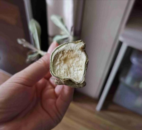 6種“肥胖花”冬天餓著養，越餓越長壽，多澆一杯水，黃葉死翹翹