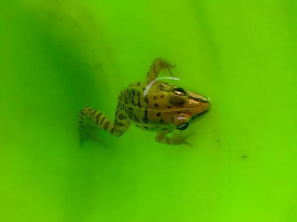 誰動了青蛙腿？五年間，美國出現大量畸形青蛙，是環境汙染所致？