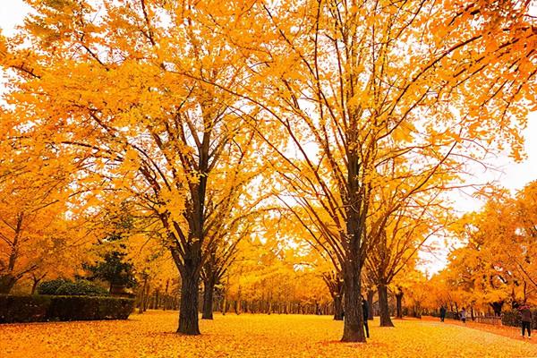 長三角這9條美麗鄉村休閒旅遊行（秋季）路線，你走過幾條？