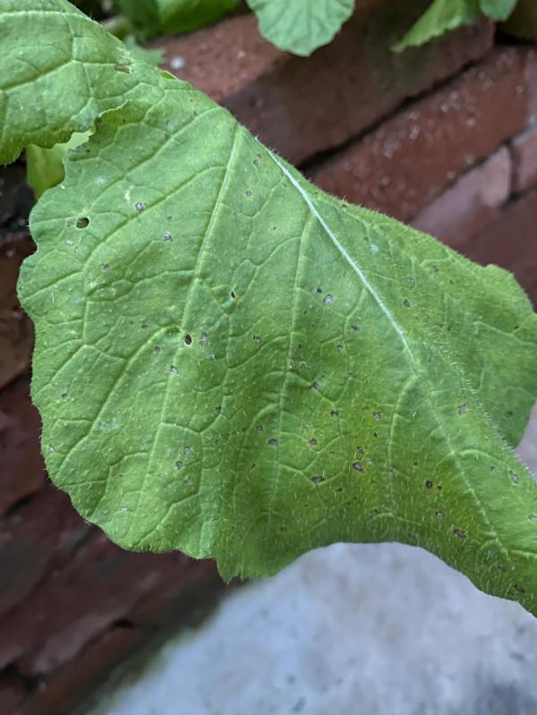 蘋果11 pro max傍晚拍照對比 蘋果11 pro max傍晚拍照對比