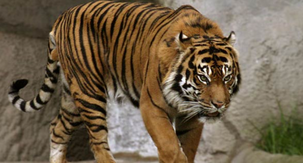 短小的虎年,認識下最短小的蘇門答臘虎 短小的虎年,認識下最短小的蘇門答臘虎