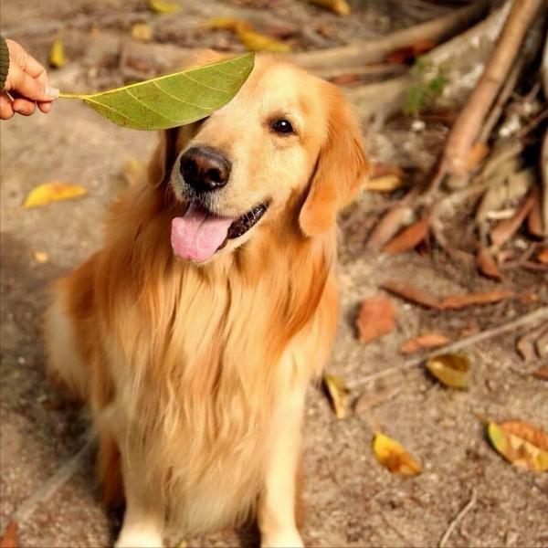 患病後的金毛，出現這些奇怪的行為，讓我心疼不已