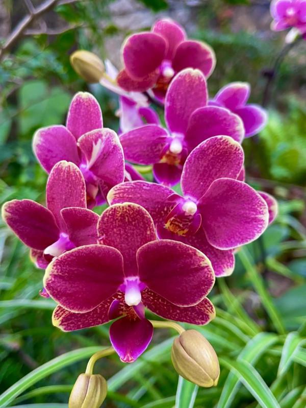 分享——高雅多姿的蝴蝶蘭