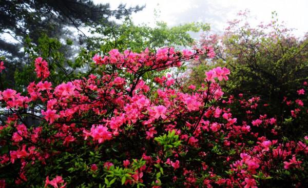 極具悲涼色彩的十大名花——植物非試管高效快繁杜鵑