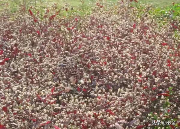 18種常見的先花後葉植物集錦 18種常見的先花後葉植物集錦