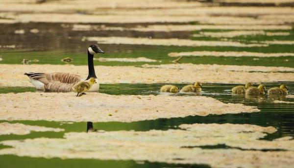 葉紹翁很美很美的一首詩，選入五年級語文課本，短短4句春光爛漫