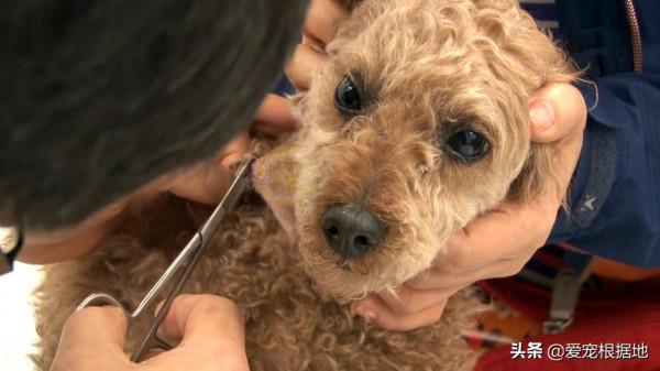 養了7年的狗被人抱走,1個月後與主人再次相遇,它竟忘記了主人 養了7年的狗被人抱走,1個月後與主人再次相遇,它竟忘記了主人