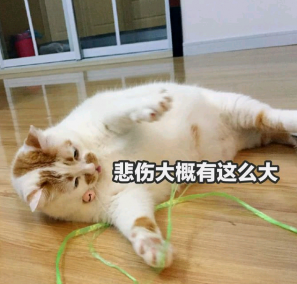 貓咪便秘，居然要動手術？這麼可怕嗎？