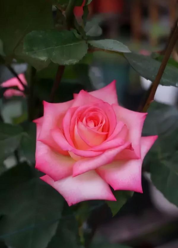 十大名花 十首詩，驚豔千年！第五篇，花中皇后——月季