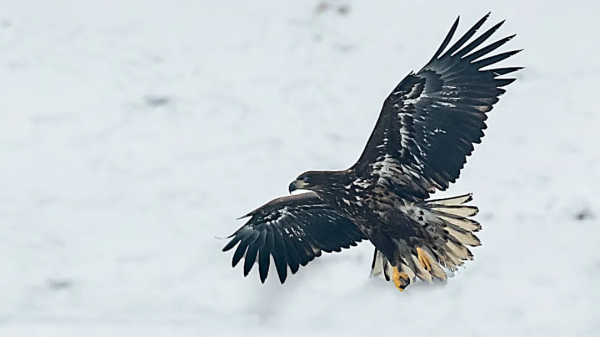山西鳥類圖鑑 | 白尾海雕