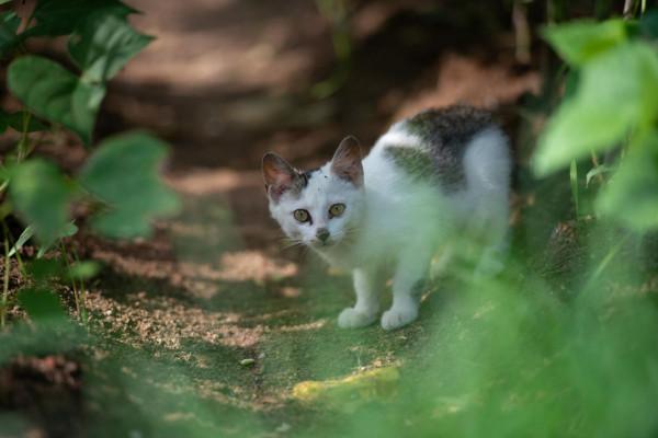 農村戶口與城市戶口的貓狗們的畜生