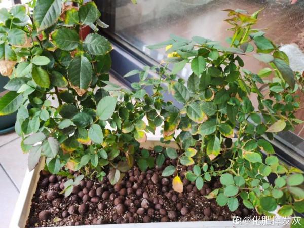 月季黃葉8大原因,找對竅門,解決黃葉很簡單 月季黃葉8大原因,找對竅門,解決黃葉很簡單