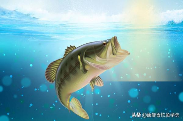 哪些香味適合釣魚？哪種香型釣魚效果好？釣魚餌料的香味調配技巧