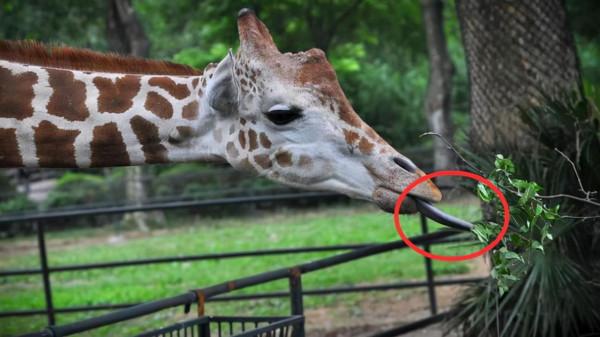 冷知識：長頸鹿的舌頭能舔到自己耳朵裡