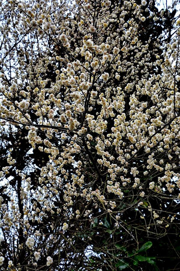 臘梅·白梅·紅梅：三梅齊放