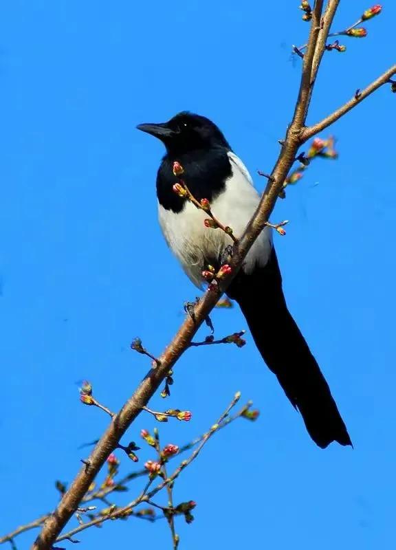 分享圖片&mdash;&mdash;喜鵲報喜鳥，喜事來咱家